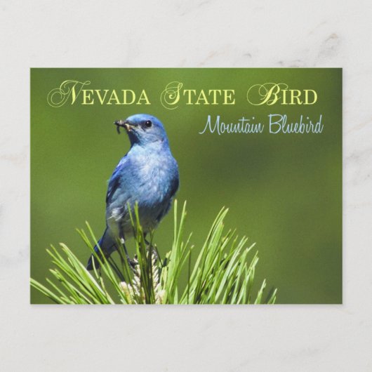 Nevada State Bird - Mountain Bluebird Briefkaart (Voorkant)