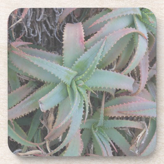 Nevada succulents bier onderzetter (Voorkant)