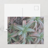 Nevada succulents briefkaart (Voorkant / Achterkant)