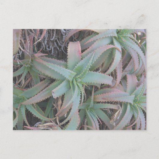 Nevada succulents briefkaart (Voorkant)