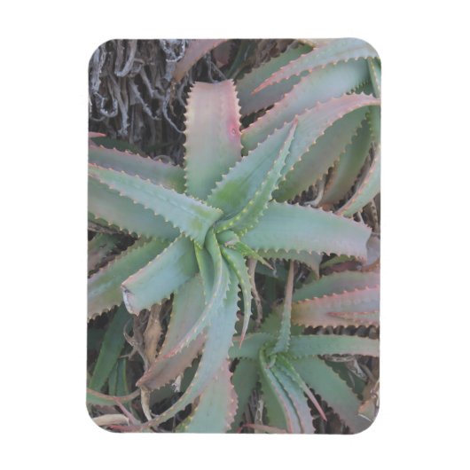 Nevada succulents magneet (Verticaal)