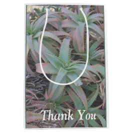 Nevada succulents medium cadeauzakje