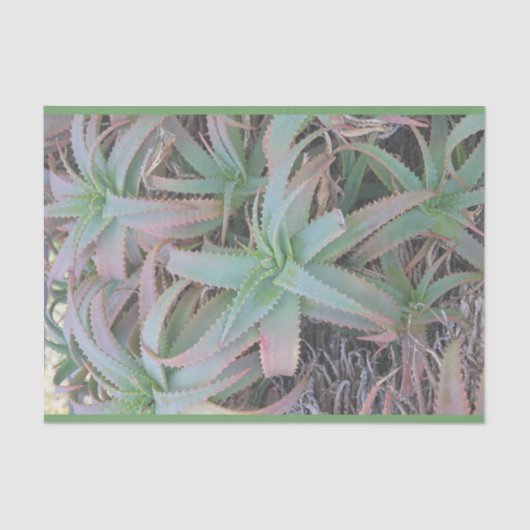 Nevada succulents tissuepapier (Voorkant)