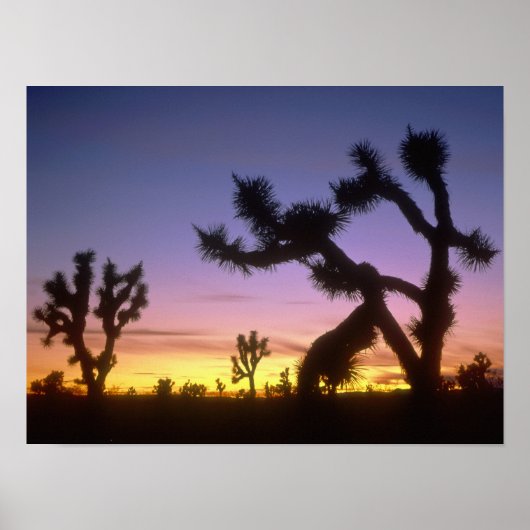 NEVADA. Verenigde Staten. Joshua-bomen Yucca brevi Poster (Voorkant)