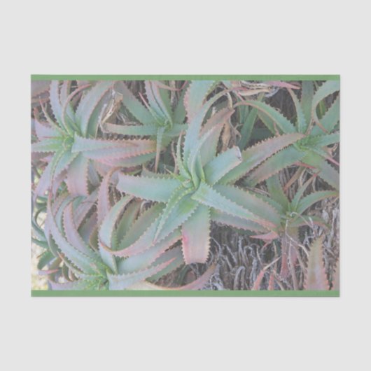 Nevada vetplanten tissuepapier (Voorkant)