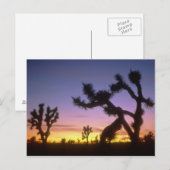 NEVADA. VS. Joshua trees Yucca brevifolia) Briefkaart (Voorkant / Achterkant)