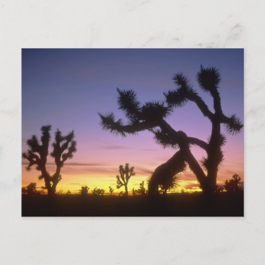 NEVADA. VS. Joshua trees Yucca brevifolia) Briefkaart (Voorkant)
