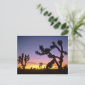 NEVADA. VS. Joshua trees Yucca brevifolia) Briefkaart (Staand voorkant)