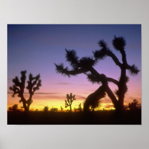 NEVADA. VS. Joshua trees Yucca brevifolia) Poster