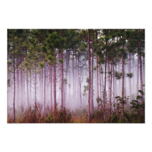 Nevel tussen pijnbomen bij zonsopgang, Everglades Foto Afdruk