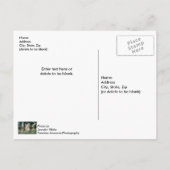 Nevelige bomen bij Table Rock Briefkaart (Achterkant)