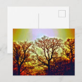 NEVELIGE ZONNEBOMEN BRIEFKAART (Voorkant / Achterkant)