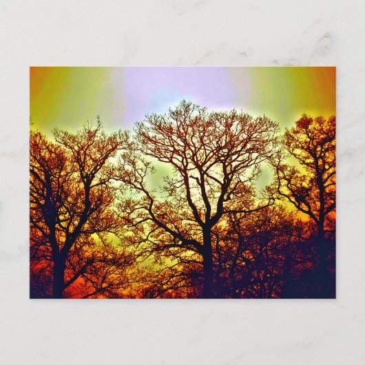 NEVELIGE ZONNEBOMEN BRIEFKAART (Voorkant)