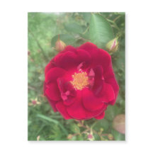 nevelmagneet voor Roos