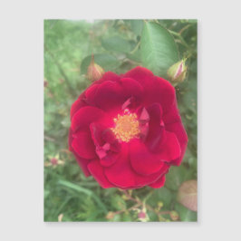 nevelmagneet voor Roos