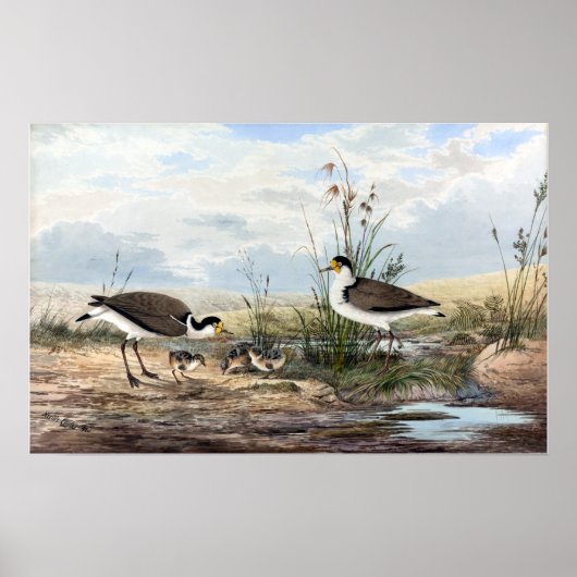 Neville HP Cayley Mask Lapwing  Poster (Voorkant)