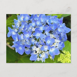 New Bloom Hydrangea Briefkaart