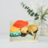 New Born Baby Pug Dog Briefkaart (Staand voorkant)