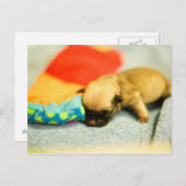 New Born Baby Pug Dog Briefkaart (Voorkant / Achterkant)