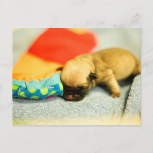 New Born Baby Pug Dog Briefkaart