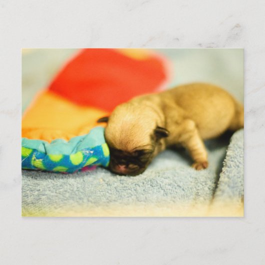 New Born Baby Pug Dog Briefkaart (Voorkant)