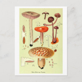 "New British Fungi" Paddestoel Briefkaart