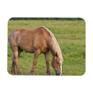 New Brunswick, Canada. Paard in veld. Magneet