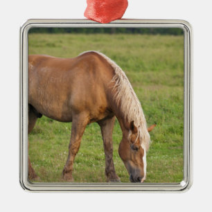 New Brunswick, Canada. Paard in veld. Metalen Ornament