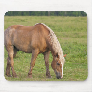 New Brunswick, Canada. Paard in veld. Muismat
