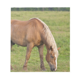 New Brunswick, Canada. Paard in veld. Notitieblok