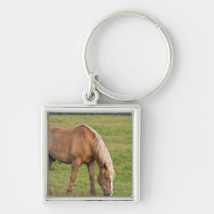 New Brunswick, Canada. Paard in veld. Sleutelhanger