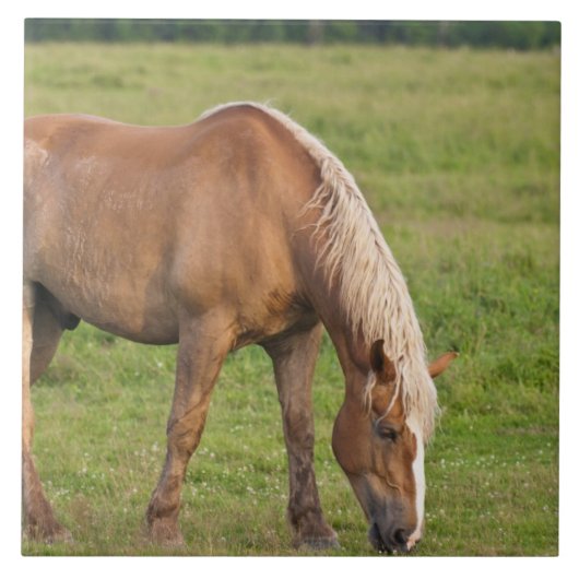 New Brunswick, Canada. Paard in veld. Tegeltje (Voorkant)