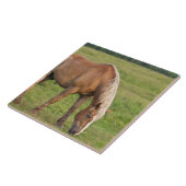 New Brunswick, Canada. Paard in veld. Tegeltje (Zijkant)