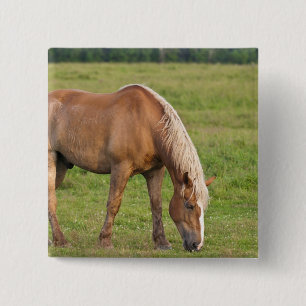 New Brunswick, Canada. Paard in veld. Vierkante Button 5,1 Cm