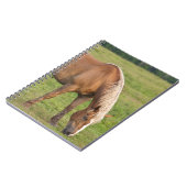 New Brunswick, Canada. Paarden in het veld. Notitieboek (Linkerzijde)