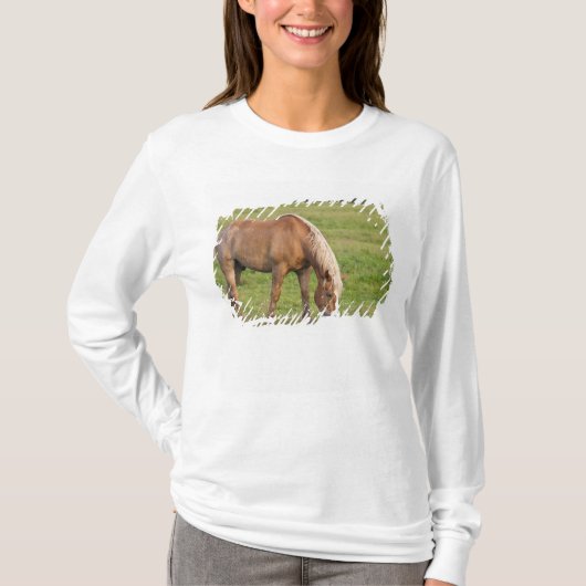 New Brunswick, Canada. Paarden in het veld. T-shirt (Voorkant)