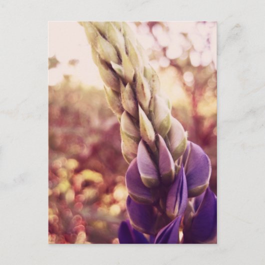 New Brunswick Flowers Briefkaart (Voorkant)