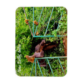 New Delhi, India Magneet