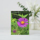 New England Aster Symphotrichum Briefkaart (Staand voorkant)