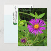 New England Aster Symphotrichum Briefkaart (Voorkant / Achterkant)