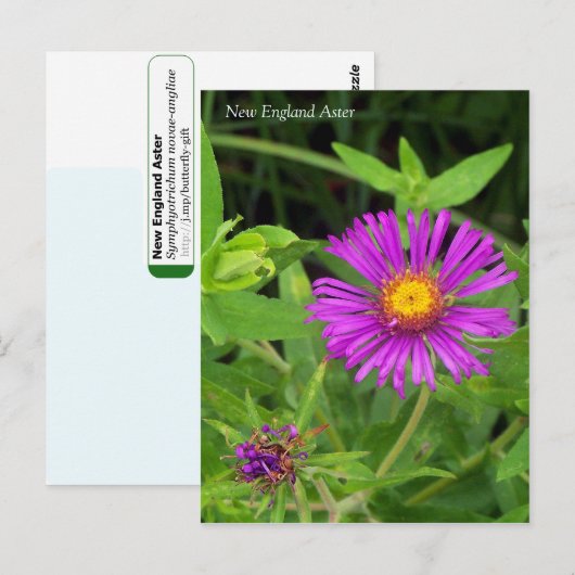 New England Aster Symphotrichum Briefkaart (Voorkant / Achterkant)