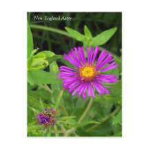 New England Aster Symphotrichum Briefkaart