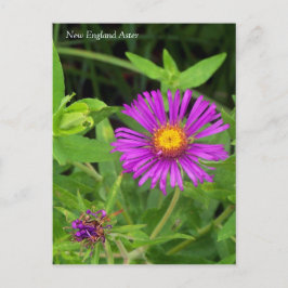 New England Aster Symphotrichum Briefkaart