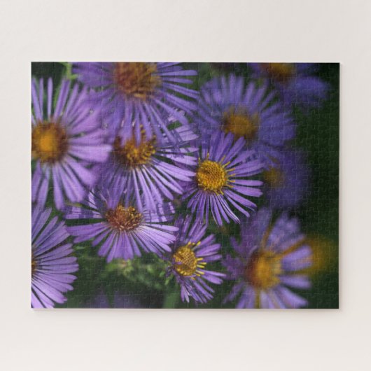 New England Asters Legpuzzel (Horizontaal)