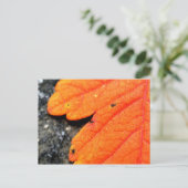 New England Autumn Briefkaart (Staand voorkant)