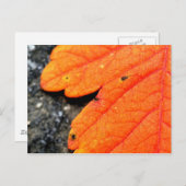 New England Autumn Briefkaart (Voorkant / Achterkant)