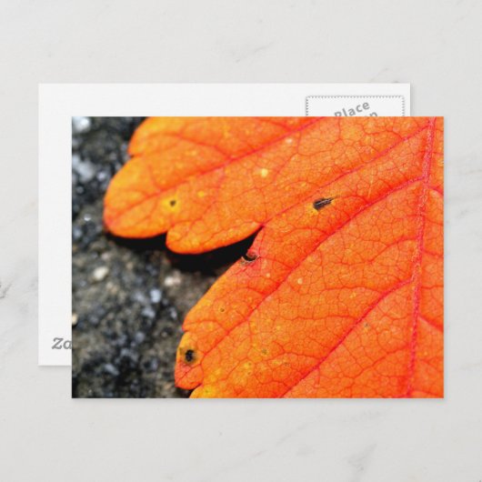 New England Autumn Briefkaart (Voorkant / Achterkant)