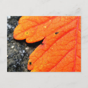 New England Autumn Briefkaart