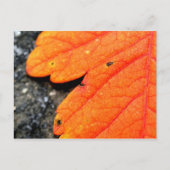 New England Autumn Briefkaart (Voorkant)