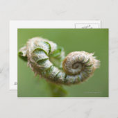 New Fern Branch Briefkaart (Voorkant / Achterkant)